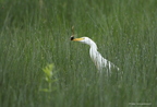 Héron garde-boeufs, Bubulcus ibis, Western Cattle Egret