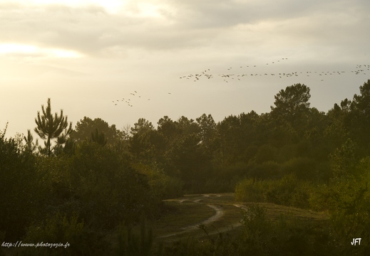 Grue cendrée, Grus grus, Common Crane