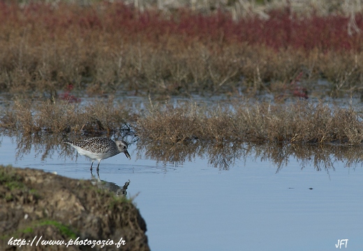 Pluvier argenté, Pluvialis squatarola, Grey Plover