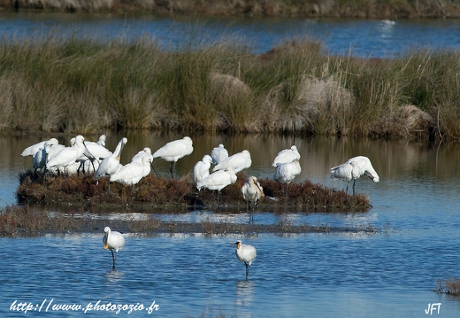 Spatule blanche, Platalea leucorodia, Eurasian Spoonbill