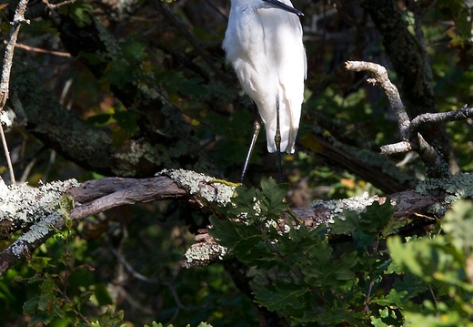 Aigrette garzette, Egretta garzetta, Little Egret