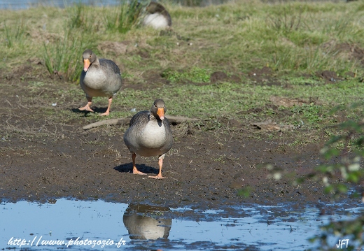 Oie cendrée, Anser anser, Greylag Goose