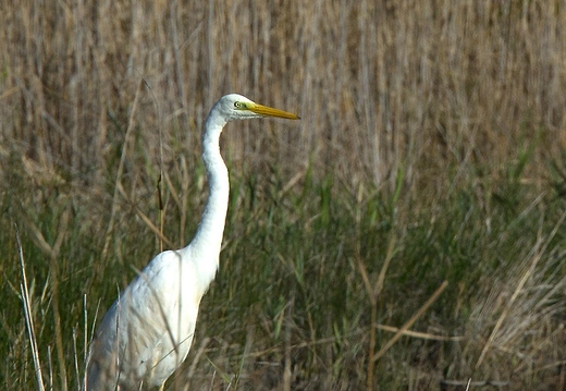 Le Teich - ukazuje fotografie v koreňovom adresári tohto albumu Le Teich