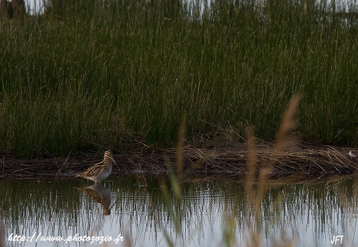 Bécassine des marais, Gallinago gallinago, Common Snipe