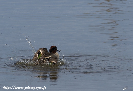 Sarcelle d'hiver, Anas crecca, Eurasian Teal