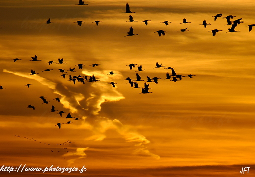 Hivernage des grues cendrées au Lac du Der - ukazuje fotografie v koreňovom adresári tohto albumu Hivernage des grues cendrées au Lac du Der