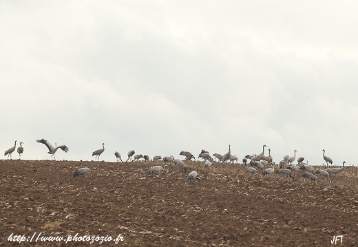 Grue cendrée, Grus grus, Common Crane