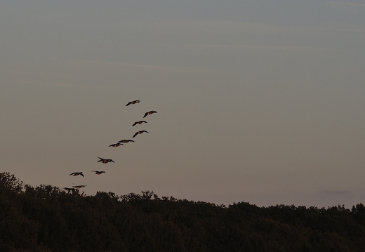 Bernache du Canada, Branta canadensis, Canada Goose 