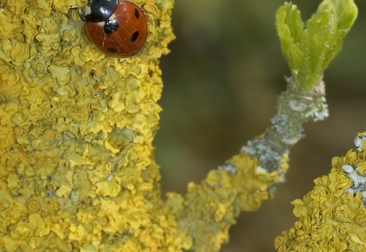 Coccinelle à 7 points, Coccinella septempunctata