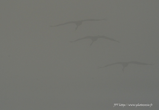 Grue cendrée, Grus grus, Common Crane