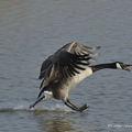 Bernache du Canada, Branta canadensis, Canada Goose 