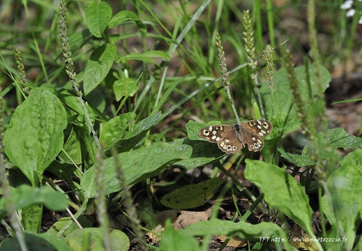 Tircis, Pararge aegeria
