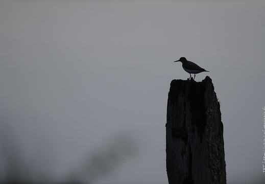Chevalier guignette, Actitis hypoleucos, Common Sandpiper