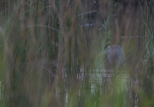 Héron cendré, Ardea cinerea, Grey Heron