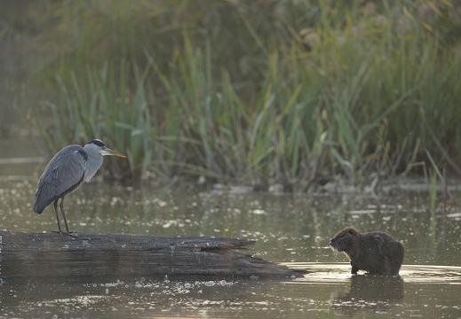 Héron cendré, Ardea cinerea, Grey Heron