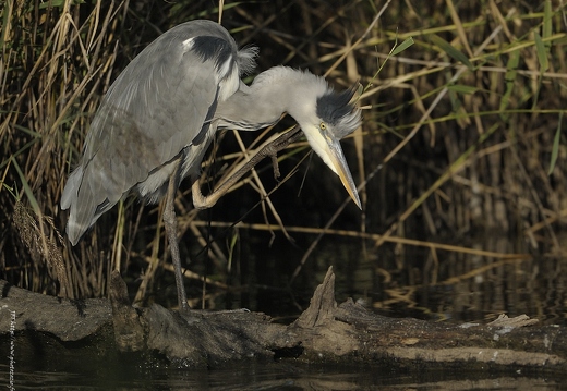 Héron cendré, Ardea cinerea, Grey Heron