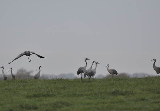 Grue cendrée, Grus grus, Common Crane