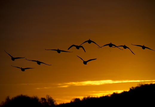 Crépuscule - ukazuje fotografie v koreňovom adresári tohto albumu Crépuscule
