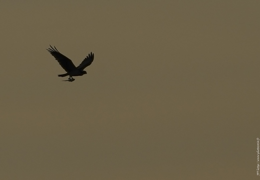 Balbuzard pêcheur, Pandion haliaetus, Western Osprey