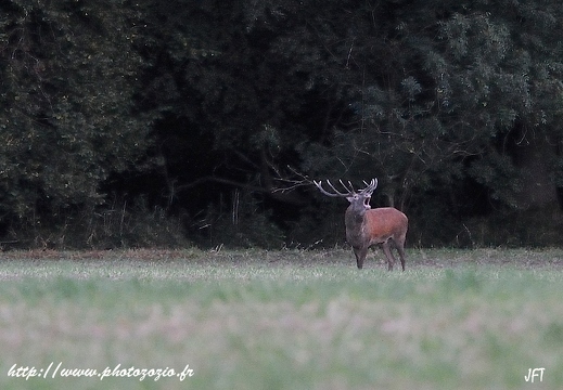 Cerf élaphe, Cervus elaphus, Red deer