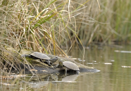 Cistude d'Europe, Emys orbicularis, Tortue de Brenne