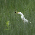 Héron garde-boeufs, Bubulcus ibis, Western Cattle Egret