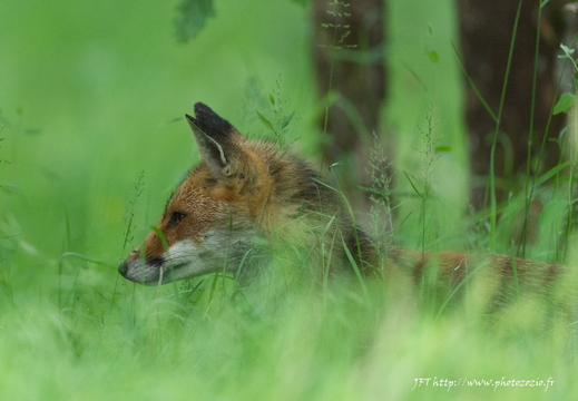 Le renard - ukazuje fotografie v koreňovom adresári tohto albumu Le renard