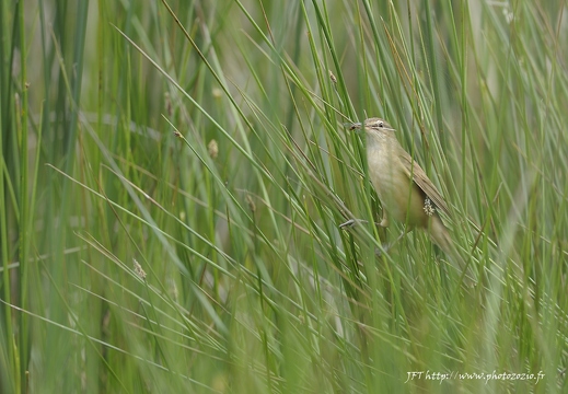 Rousserolle turdoïde, Acrocephalus arundinaceus, Great Reed Warbler