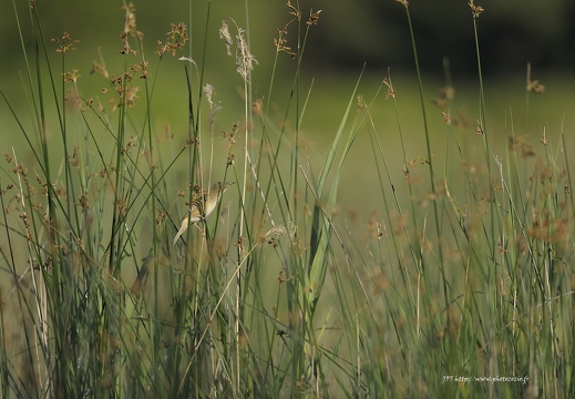 Les oiseaux en Brenne - ukazuje fotografie v koreňovom adresári tohto albumu Les oiseaux en Brenne