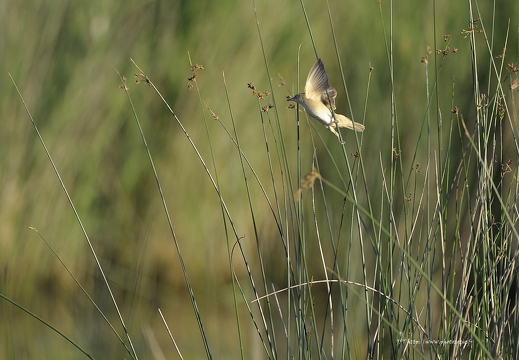 Rousserolle turdoïde, Acrocephalus arundinaceus, Great Reed Warbler