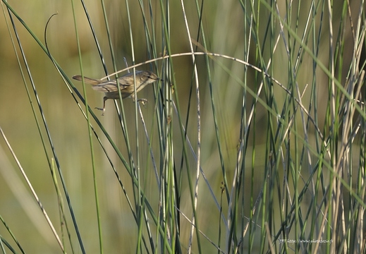 Rousserolle turdoïde, Acrocephalus arundinaceus, Great Reed Warbler