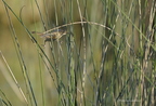 Rousserolle turdoïde, Acrocephalus arundinaceus, Great Reed Warbler