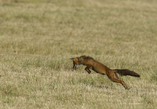 Renard roux, Vulpes vulpes, Goupil, Red fox