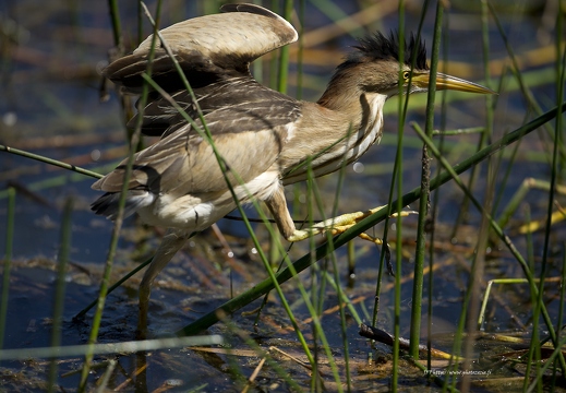 Blongios nain, Ixobrychus minutus, Little Bittern