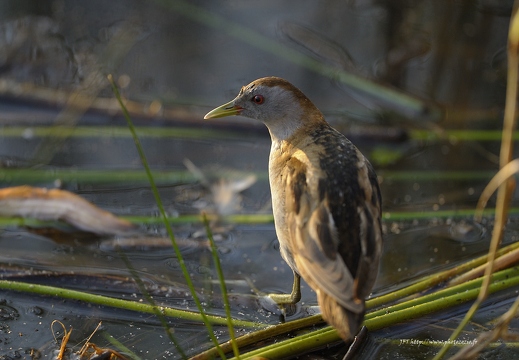 Marouette poussin, Porzana parva, Little Crake