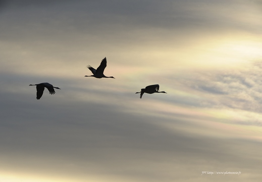 Grue cendrée, Grus grus, Common Crane