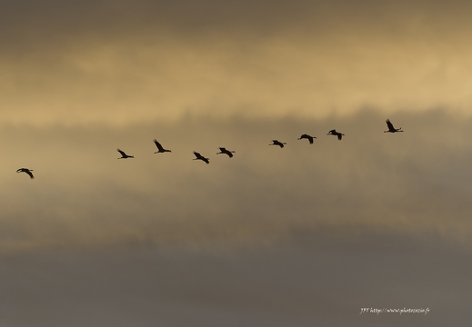 Grue cendrée, Grus grus, Common Crane