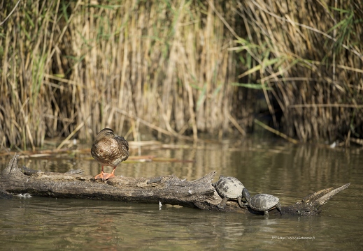 Cistude d'Europe, Emys orbicularis, Tortue de Brenne