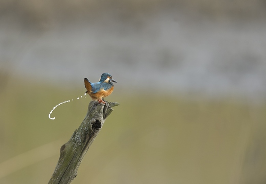 Martin-pêcheur d'Europe, Alcedo atthis, Common Kingfisher