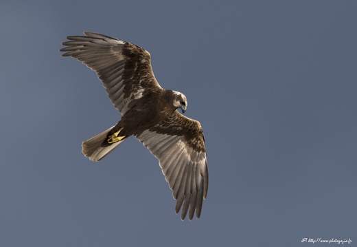 Busard des roseaux, Circus aeruginosus, Western Marsh Harrier