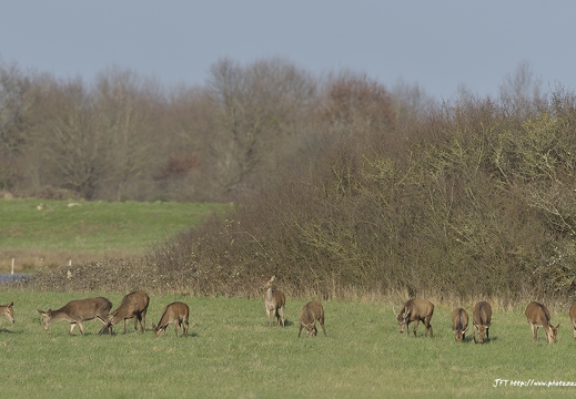 Biche, daguet, Cervus elaphus, Red deer