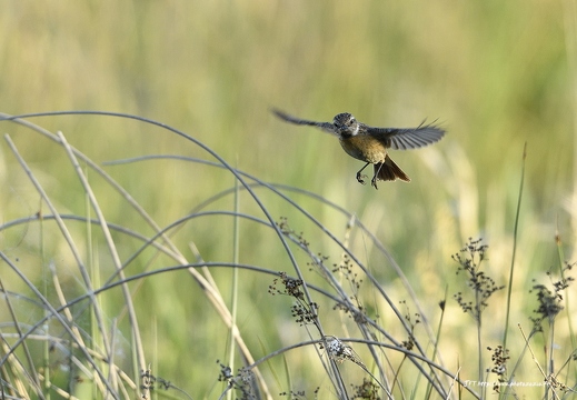 Tarier pâtre, Saxicola rubicola, European Stonechat
