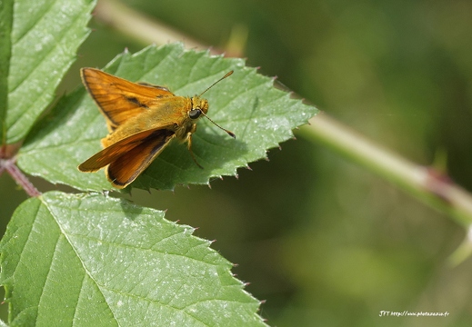 Sylvaine, Hespérie sylvaine, Ochlodes sylvanus