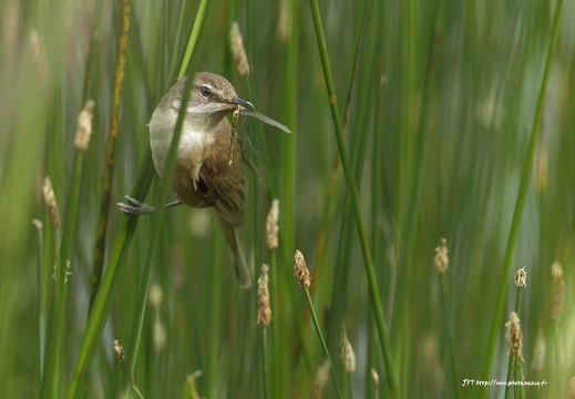 Rousserolle turdoïde, Acrocephalus arundinaceus, Great Reed Warbler
