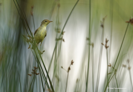 Hypolaïs polyglotte, Hippolais polyglotta, Melodious Warbler
