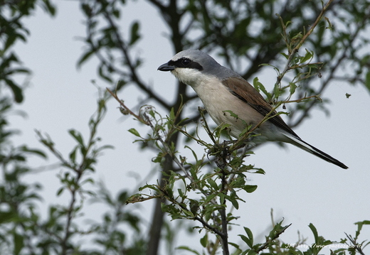 Pie-grièche écorcheur, Lanius collurio, Red-backed Shrike