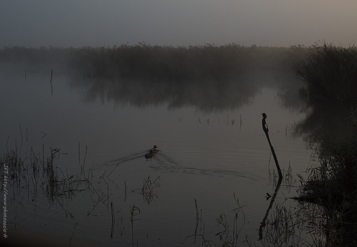 Martin-pêcheur d'Europe, Alcedo atthis, Common Kingfisher