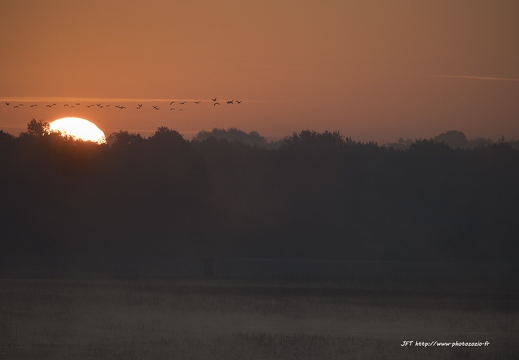 Grue cendrée, Grus grus, Common Crane