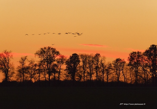Grue cendrée, Grus grus, Common Crane