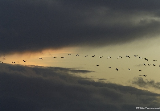 Grue cendrée, Grus grus, Common Crane